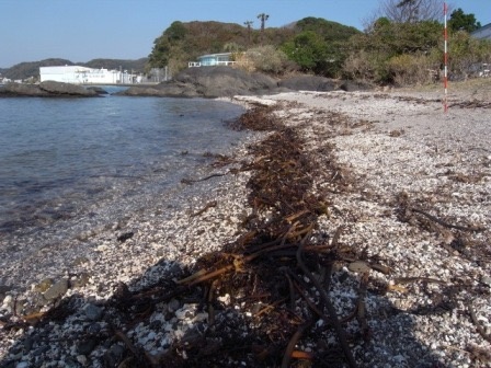 砂浜海岸生物調査｣リーダー研修会 | 海辺の自然教室募集要項 | 海の