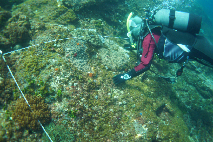 サンゴ調査・五島での調査終了（2022年度） | サンゴ調査＆魚類調査