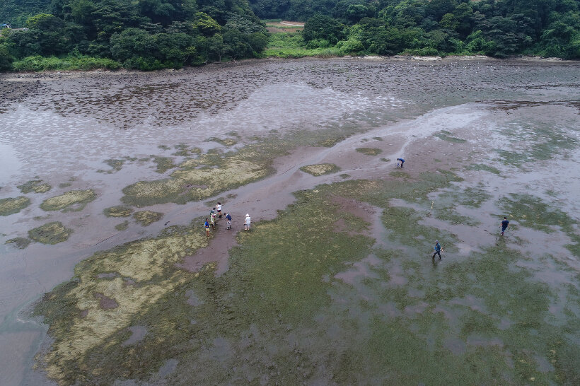 海綿動物門（尋常海綿綱） | 江奈湾干潟生きもの図鑑 | 海の環境NPO法人OWS